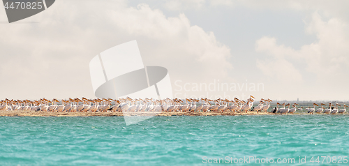 Image of A flock of pink pelicans resting on a sea spit