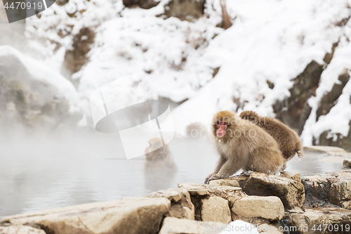 Image of japanese macaques or snow monkeys in hot spring