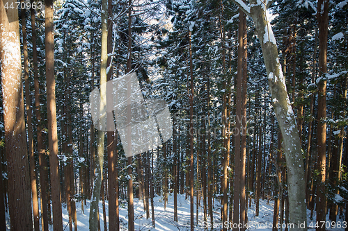 Image of winter forest in japan