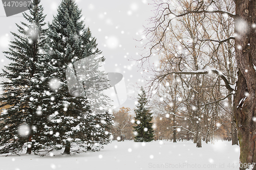 Image of winter forest or park with fir trees and snow