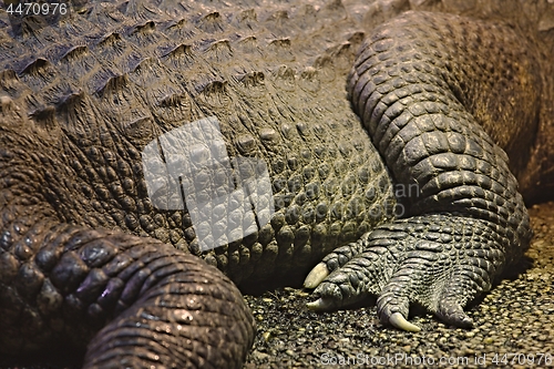 Image of Crocodile detail closeup