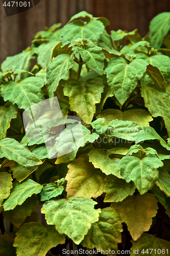 Image of eye level view of patchouly plant leaves