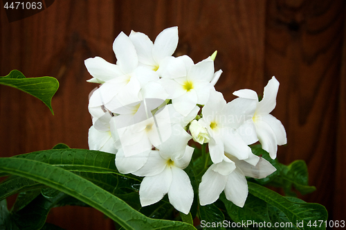 Image of bouquet white frangipani flowers blooming on tree