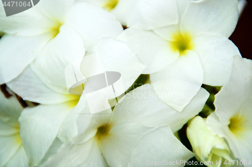 Image of Close up of bouquet white frangipani flowers