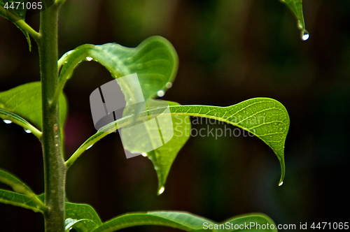 Image of Close up of leaves of frangipani plumeria tree