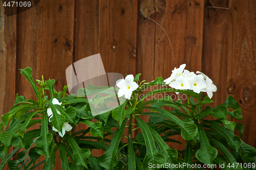 Image of Tops of flowering frangipani plumeria trees against fence