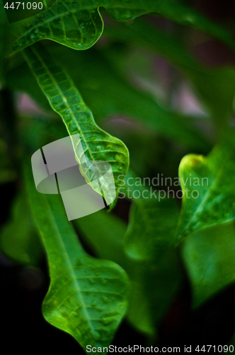 Image of abstract artistic wet frangipani plumeria leaves