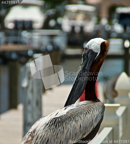 Image of adult brown pelican on pier 