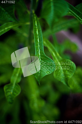 Image of artistic wet frangipani plumeria leaves