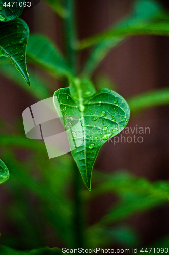 Image of close up artistic wet frangipani plumeria leaves