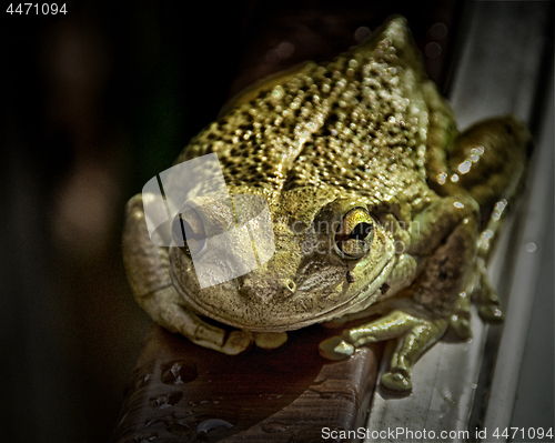 Image of Cuban tree frog up close