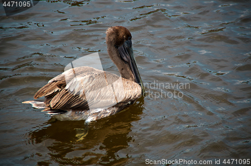 Image of juvenile  brown pelican bird swimming