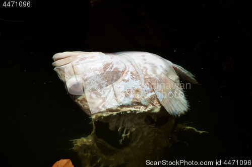 Image of red tide dead fish floating