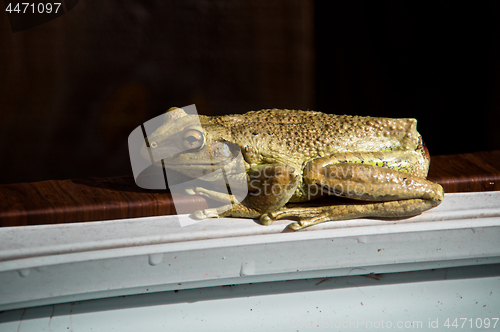 Image of Side View of Cuban tree frog