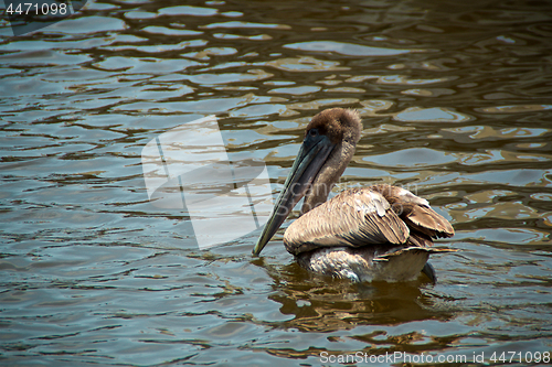 Image of young brown pelican bird swimming