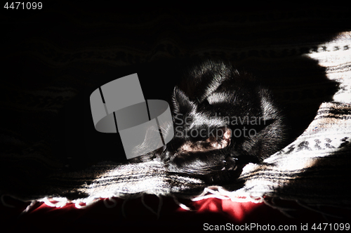 Image of Black cat sleeping in ray of light