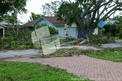 Image of broken trees with house after hurricane 