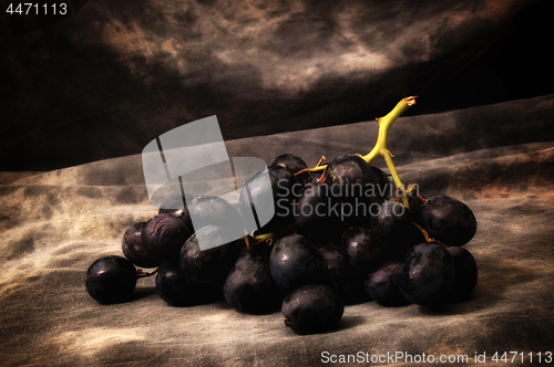 Image of a bunch of black grapes  up close on gray studio backdrop