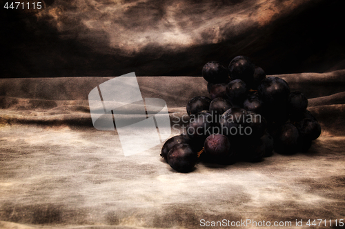 Image of a bunch of black grapes on gray studio backdrop