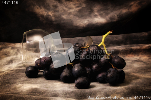 Image of a bunch of black grapes with wineglass on gray studio backdrop