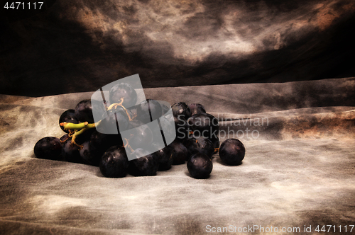 Image of a bunch of black seedless grapes on gray studio backdrop