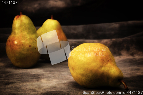 Image of three golden brown bosc pears on gray studio backdrop