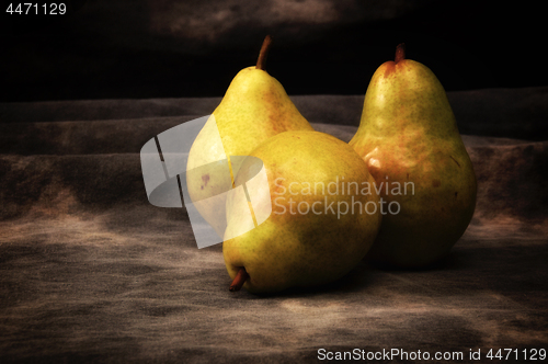 Image of three ripe pears on gray studio backdrop