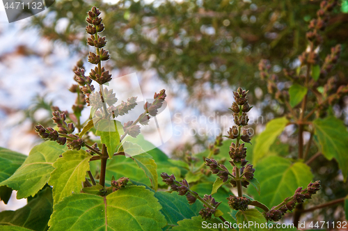 Image of flowering patchouli plant up close