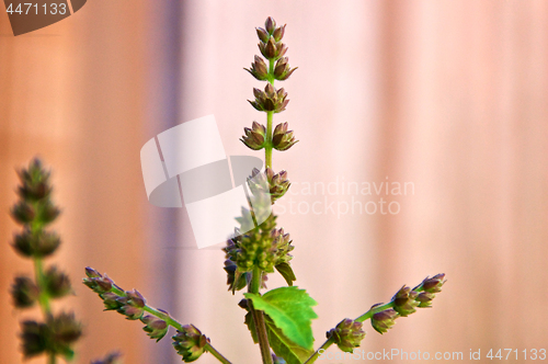 Image of flowers of patchouli plant