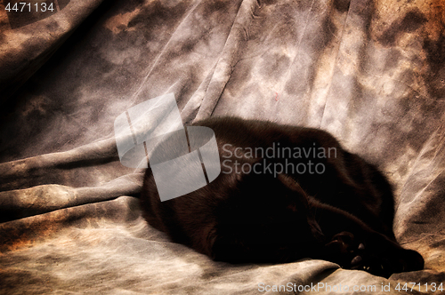 Image of havana brown cat sleeping in artist studio