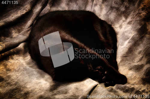 Image of havana brown cat sleeping on studio background