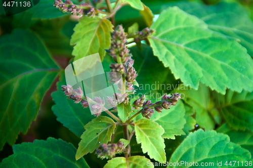 Image of Patchouly plant flowers up close