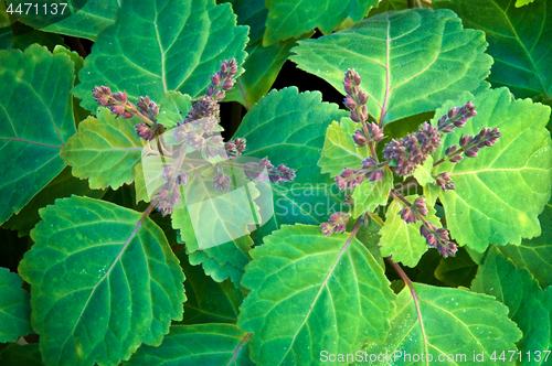 Image of top view of patchouli plant flowering