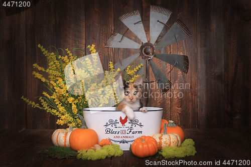 Image of Adorable Kitten in Farm Themed Setting