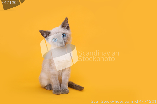 Image of Siamese Kitten Smiling With Head Tilted on Yellow Background