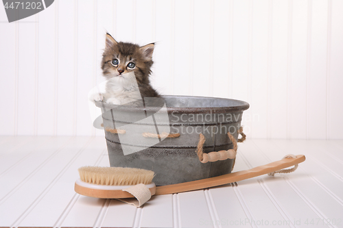 Image of Kittens in Washtub Getting Groomed By Bubble Bath