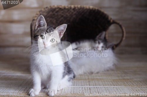 Image of Sweet Adorable Cute Kittens Awaiting Adoption