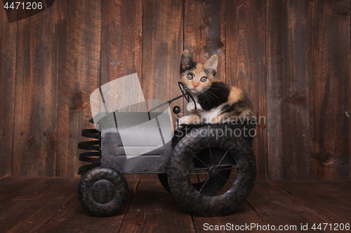 Image of Funny Calico Kitten Sitting in a Tractor Prop 