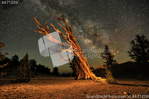 Image of Illuminated Bristlecone Pine Tree in the Forest