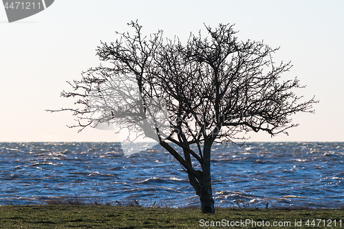 Image of Lone tree silhouette