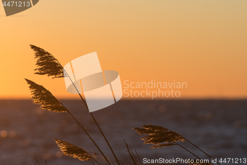 Image of Reed flowers by a golden sky