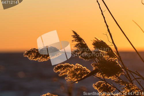 Image of Fluffy reed flowers by sunset