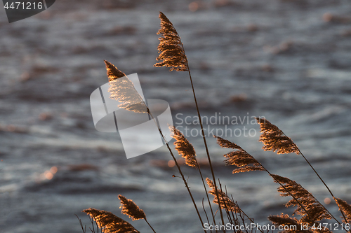 Image of Golden dry reed flowers