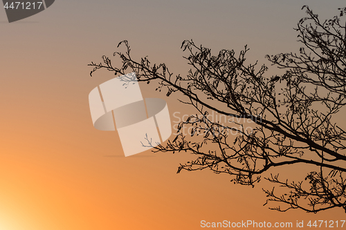 Image of Alder tree branches by sunset