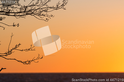 Image of Tree branches by sunset