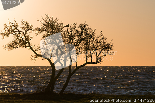 Image of Tree silhouette with a bird in the top