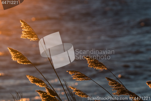 Image of Fluffy reeds flowers