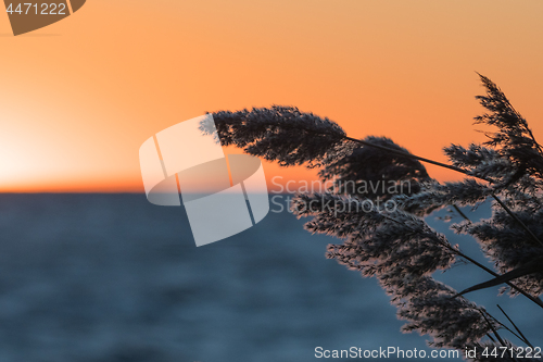 Image of Fluffy reed flowers by a golden sky