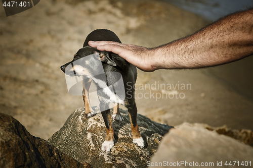 Image of Man Caresses a Dog