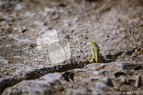 Image of Lizard Looking out of a Crevice